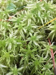 Sphagnum palustre