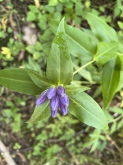 Gentiana clausa