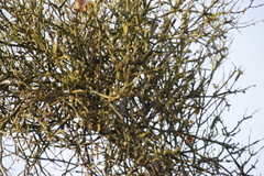 Loranthaceae