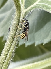 Vespula