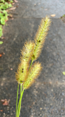 Setaria pumila