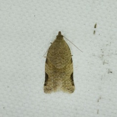 Clepsis virescana