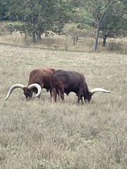 Bos indicus × taurus