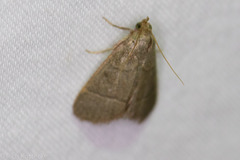 Hypsopygia nostralis