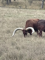Bos indicus × taurus
