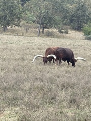 Bos indicus × taurus