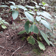 Phytolacca