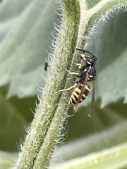 Vespula