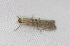 Phycitodes reliquellum