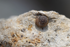 Xerotricha conspurcata