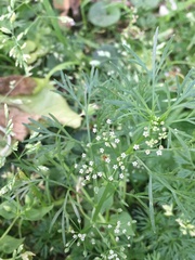 Cyclospermum