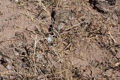 Euphilotes ancilla