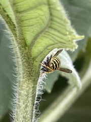 Vespula
