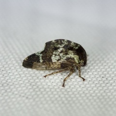 Telamona stephani