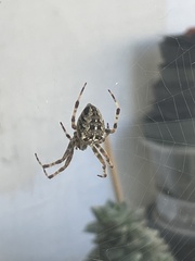 Araneus diadematus