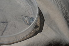 Euphilotes ancilla