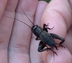 Gryllus veletis
