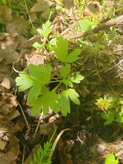 Adoxa moschatellina