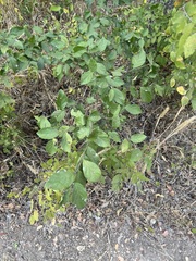 Ehretia anacua