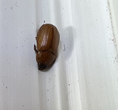 Cyclocephala borealis