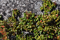 Kalmia procumbens