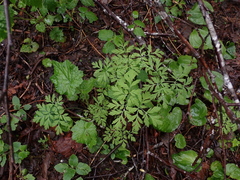 Dicentra formosa