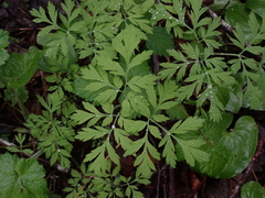 Dicentra formosa