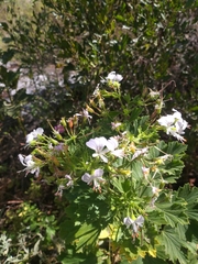 Pelargonium ribifolium