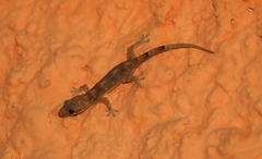 Hemidactylus mabouia