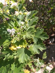 Pelargonium ribifolium