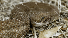 Crotalus ruber