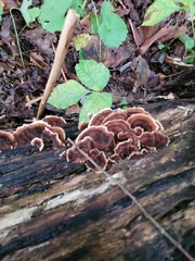 Thelephora terrestris