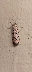 Utetheisa pulchella