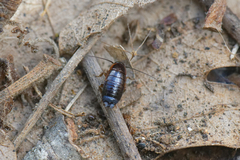 Loboptera decipiens