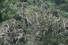 Pteropus livingstonii