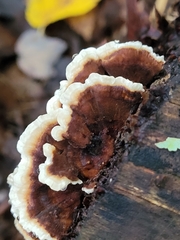 Thelephora terrestris