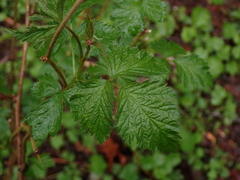 Rubus spectabilis