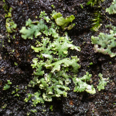 Physcia tenella