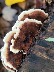 Thelephora terrestris