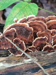 Thelephora terrestris