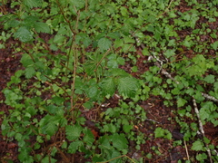 Rubus spectabilis