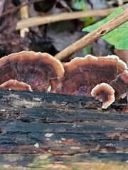 Thelephora terrestris