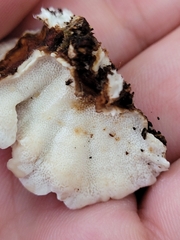 Thelephora terrestris