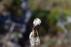Eriophorum angustifolium