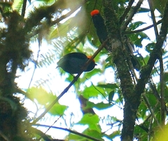Chiroxiphia caudata