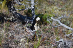 Eriophorum angustifolium