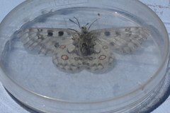 Parnassius smintheus image