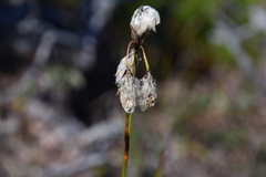 Eriophorum angustifolium