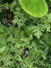 Trichocolea tomentella