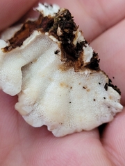 Thelephora terrestris